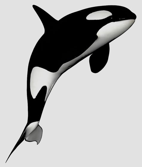 Paus Orca Aesthetic, Orca Tattoo Realistic, Tattoo Ideas Orca, Orca Whale Aesthetic, Orca Whale Background, Orca Whale Tattoo, Whale Tattoos, Beluga Whale, Orca Whales