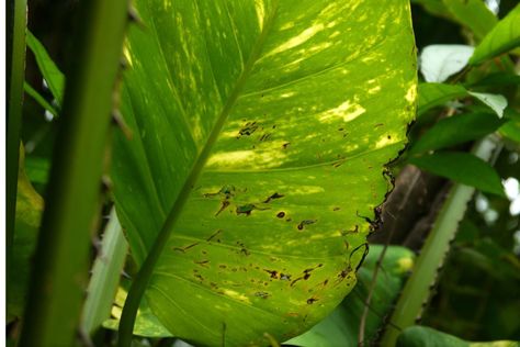 Do Giant Pothos Exist: How to Grow Large Pothos Effectively Giant Pothos, Pothos Plants, Soil Texture, Golden Pothos, Pothos Plant, Leaf Coloring, Leaf Shapes, How To Grow, Vegetable Garden