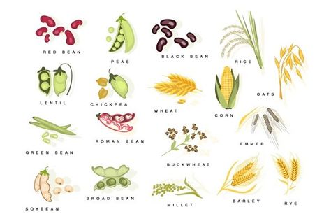 Plants With Names, Plant Study, Rice And Peas, Broad Bean, Infographic Illustration, Travel Icon, Flower Invitation, Red Beans, Barley