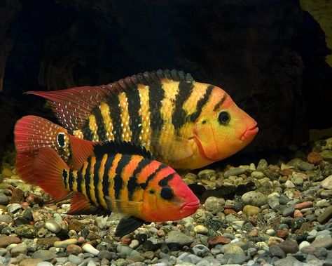 Ultimate Care Guide for Red Terror Cichlid | Aquariadise American Cichlid, South American Cichlids, Cichlid Aquarium, Cichlid Fish, Tropical Fish Aquarium, Tropical Freshwater Fish, Aquarium Terrarium, Tropical Aquarium, Freshwater Aquarium Fish