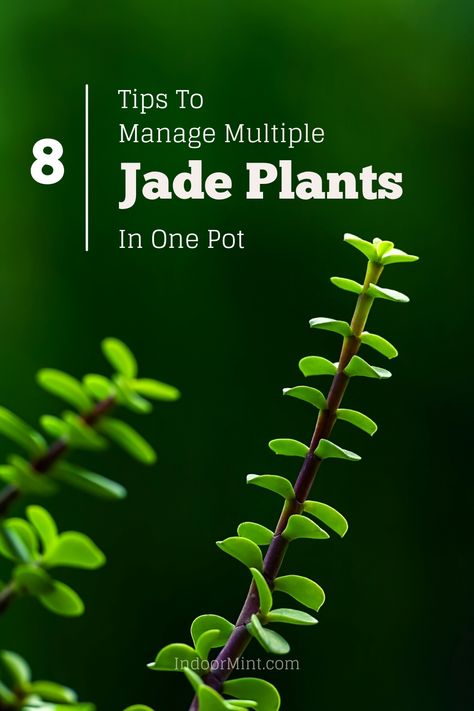 Wanna arrange multiple jade plants in one pot? Check out this guide to know more about planting many plants in the same pot! Jade Plant In Water, Mini Jade Plant, How To Care For Jade Plant Indoors, How To Take Care Of Jade Plant, Ripple Jade Succulent, Fast Growing Plants, Jade Plants, Plastic Pots, One Pot