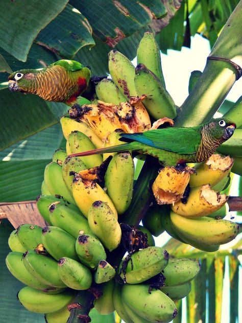 Brazil Aesthetic, Banana Trees, Banana Blossom, Jungle Birds, Jungle Life, Tropical Animals, Banana Tree, Tropical Forest, Tropical Rainforest