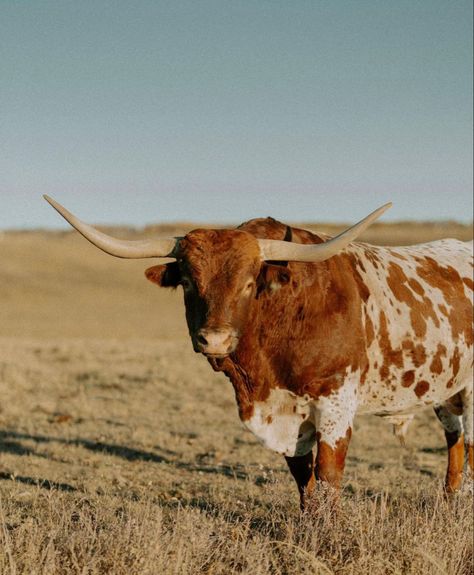 Country Esthetics, Bull Aesthetic, Nguni Cows, Texas Longhorn Cattle, Nguni Cattle, Female Cow, Cowboy Photography, Long Horns, Cow Photography