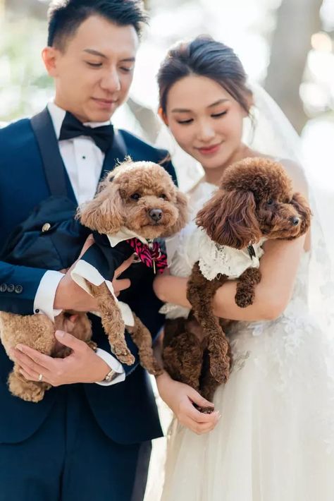 Poodle Wedding, Wedding Poses With Dog, Poodle Photoshoot, Wedding Pic With Dog, Dog Wedding Photos, Poodle Dress, Anjing Poodle, Bridals With Dog, Prewedding Photo