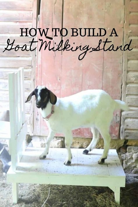 Learn how to build a goat milking stand that is easy and affordable. This DIY goat stanchion is a necessity when milking your dairy goats. #farmhouseonboone #goatstand #howtobuildagoatstand #goatmilkingstand Goat Milk Stand, Goat Stanchion, Goat Stand, Goat Milking Stand, Farmhouse On Boone, Goat Milking, Cedar Fence Pickets, Homesteading Tips, Milk Pail