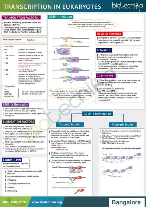 Phd Hacks, Transcription Notes, Notes Format, Microbiology Notes, Pharmacology Mnemonics, Nursing Pharmacology, Learn Biology, Microbiology Lab, Basic Anatomy