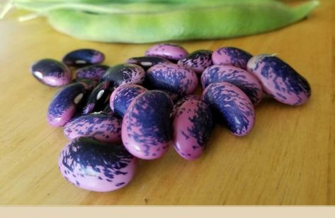 Scarlet Runner Beans, Snap Beans, Swollen Eyes, Bean Plant, Runner Beans, Rare Seeds, Growing Gardens, Bean Seeds, Heirloom Vegetables