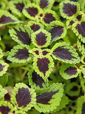 Trailing shade-loving coleus is an easy-to-grow annual foliage plant that adapts well to hanging baskets and container gardens where its sprawling stems can drape over the edge of the planter. You also can plant it in landscape beds where it will intertwine with flowering annuals and perennials to brighten shady nooks. Coleus Plants, Plant Encyclopedia, Trailing Plants, Shade Plants, Foliage Plants, Types Of Plants, Shade Garden, Grasses, Dream Garden