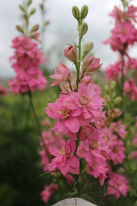 Pink Larkspur, self-seeding annual. Be sure to let the flowers of the larkspur go to seed. Tattoo Bouquet, Pink Larkspur, Flower Identification, Rose Queen, Rose Seeds, Pink Garden, Delphinium, Flower Farm, Beautiful Blooms