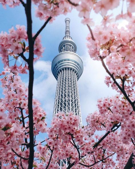 South Korea Culture, Tokyo Sky, Blossom Season, Tokyo Skytree, Sky Tree, Cherry Blossom Season, Tokyo Tower, Japan Trip, Amazing Buildings