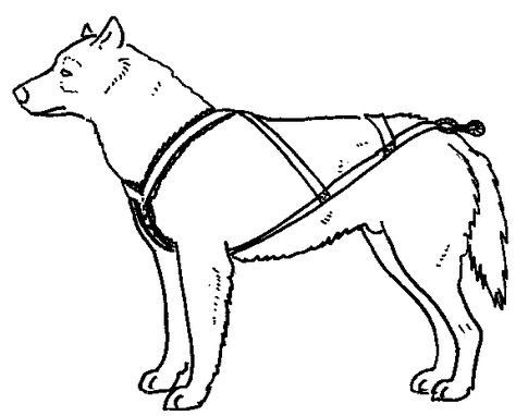 Make Your Own Dog Harness Sled Dog Harness, Dog Pulling Harness, Diy Dog Harness, Diy Dog Run, Dog Harness Pattern, Dogs Stuff, About Dogs, Dog Projects, Types Of Dogs