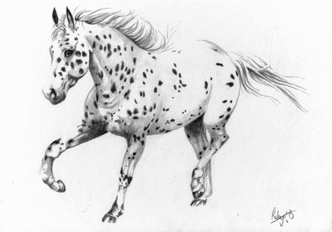 Appaloosa by Robydude on DeviantArt Appaloosa Horse Tattoo, Appaloosa Tattoo, Horse Tattoo Design, Western Tattoos, Horse Tattoo, Appaloosa Horses, All About Horses, Horse Drawing, Horse Drawings