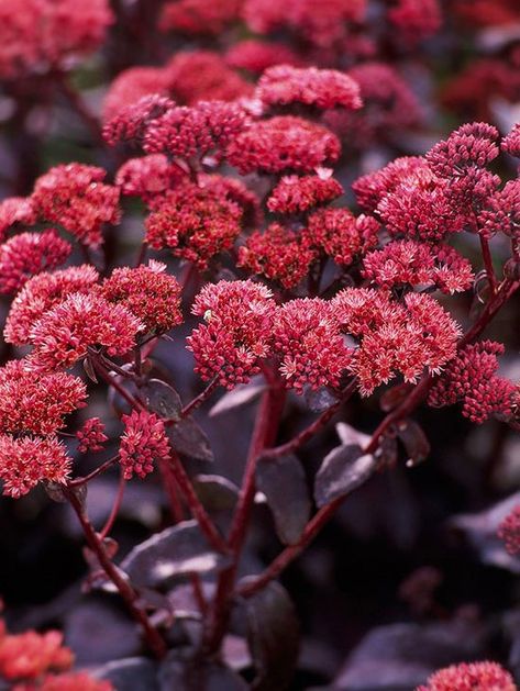 Fall Garden Planting, Fall Blooming Flowers, Sedum Plant, Low Water Plants, Plant Encyclopedia, Beautiful Pink Flowers, Easy Care Plants, Have Inspiration, Agaves