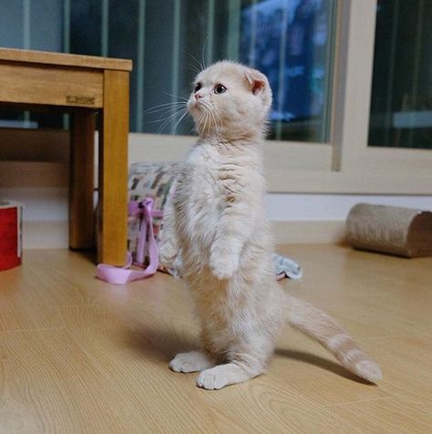 Kitten Stands up on Its Hind Legs and Gets a Photoshop Battle That Deserves a Standing Ovation - Cheezburger Koci Humor, Söt Katt, Cat Stands, Cute Cats Photos, Haiwan Peliharaan, Cat Behavior, Cute Cats And Kittens, Alam Semula Jadi, Cute Kittens