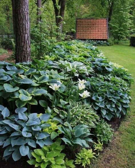 Gardening Designs on Instagram: “Planning to build your own beautiful garden? Don’t have any idea FROM WHERE & HOW to start?? 🍂 . LINK IN MY BIO 👉 Then check this 👇👇👇…” Hosta Border, Outdoor Gardens Landscaping, Hosta Gardens, Growing Hydrangeas, Decor Ikea, Planting Hydrangeas, Front House Landscaping, Backyard Landscaping Ideas, Backyards