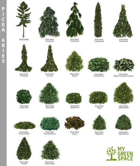 Garden Ideas Nz, Small Deck Decorating, Evergreen Landscape, Conifers Garden, Landscaping Trees, Evergreen Garden, Front Landscaping, Garden Design Plans, Small Deck