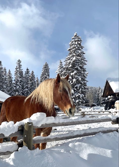 Horses In Snow, Horsey Life, Winter Horse, Farm Lifestyle, Christmas Horses, Icelandic Horse, Horse Fly, Horse Aesthetic, Most Beautiful Animals