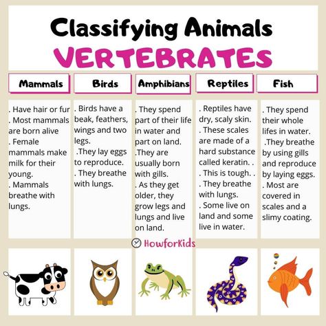 Vertebrate animals are classified into five groups. 
Mammals
Birds
Fishes
Amphibians
Reptiles Invertebrates And Vertebrates Projects, Vertebrates And Invertebrates Project, Vertebrates And Invertebrates Activities, Vertebrates Worksheets, Invertebrates Classification, Vertebrates And Invertebrates Worksheets, Vertebrate And Invertebrate Animals, Animal Classification For Kids, Vertebrates Animals