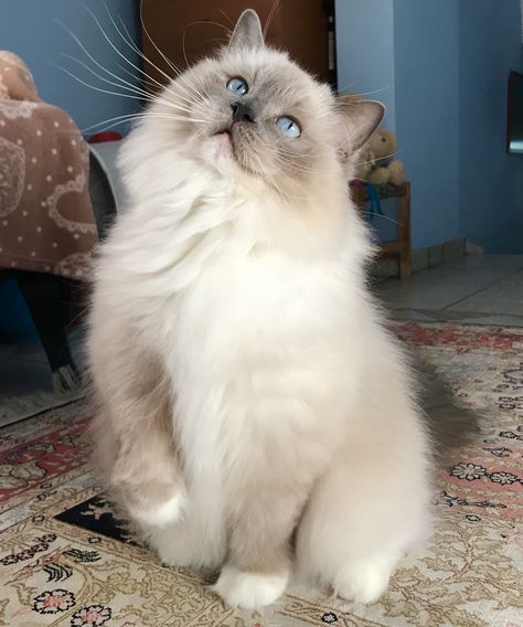 Blue Ragdoll Cat, Blue Mitted Ragdoll, Mitted Ragdoll, Gato Ragdoll, Ragdoll Cat Breed, Wallpaper Cat, Cat Tattoos, Tattoo Cat, Söt Katt