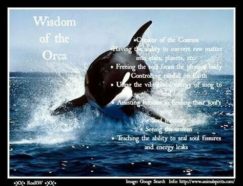 Wisdom of the orca Orca Spirit Animal, Orca Whale Spiritual Meaning, Orca Spirit Animal Meaning, Orca Symbolism, Whale Symbolism, Whale Meaning, Animal Totem Spirit Guides, Orca Art, Spirit Animal Meaning