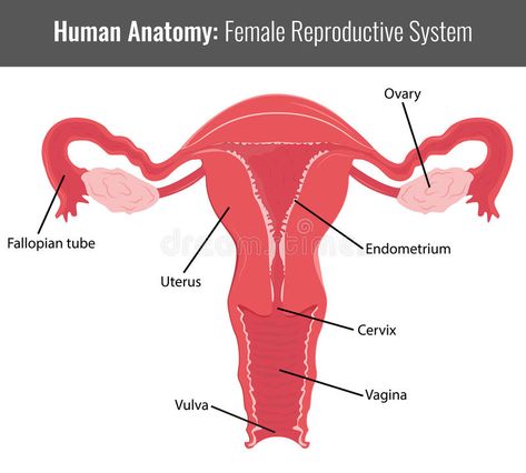 Female reproductive system detailed anatomy. Vector Medical royalty free illustration Female Reproductive System Anatomy, Detailed Anatomy, Female Reproductive System, Fallopian Tubes, Reproductive System, Free Illustration, Medical Illustration, Human Anatomy, Free Illustrations