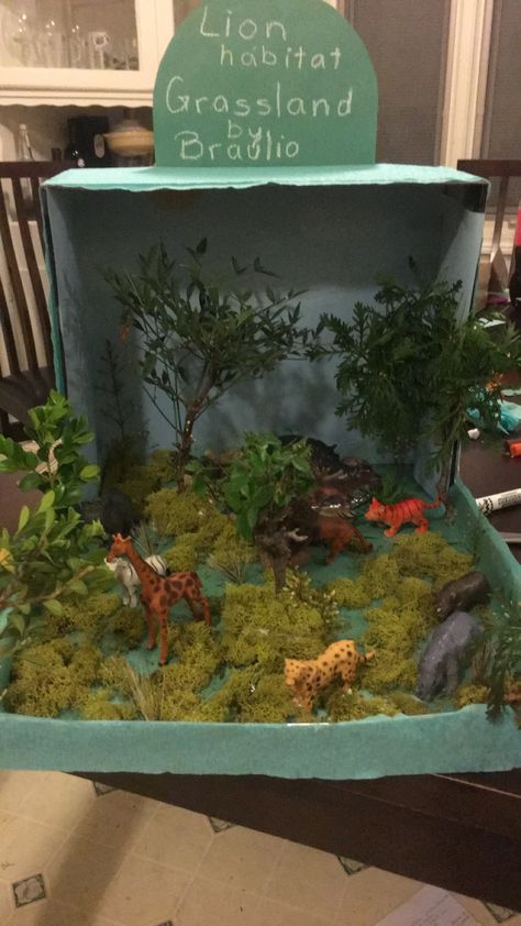 Grassland Rainforest Map, Rainforest Diorama, Rainforest Pictures, Volcano Model, Geography Project, Environment Map, Weather Models, Class Displays, Rainforest Animals