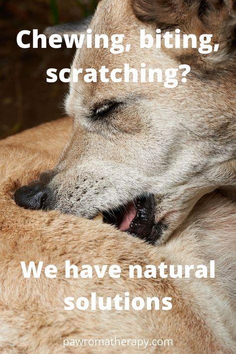 Looking for a reliable and effective way to stop your dog from itching? Look no further than our top rated dog itch remedies. Our products are safe and effective, and they'll help you get your dog scratching less in no time! Dog Skin Problems Pictures, Anti Itch For Dogs, Dog Itchy Skin Remedy, Itch Remedies, Itchy Skin Remedy, Dog Skin Problem, Itchy Dog, Dog Remedies, Healthy Dog Treats Homemade