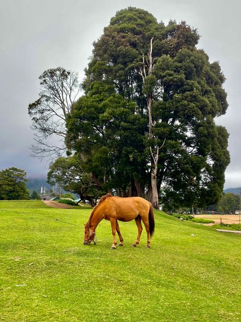 #srilanka #srilankatravel #srilankaaesthetic #ceylon #horse #horsephotography #horselover #travel #travelgram #relaxing #photography Relaxing Photography, Nuwara Eliya Sri Lanka, Nuwara Eliya, Horse Photography, Sri Lanka, Horses, Travel, Photography