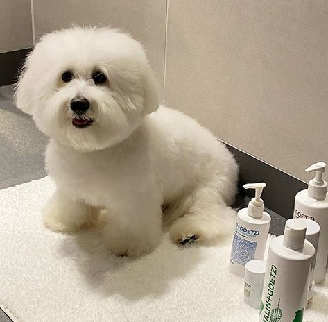 15 Reasons Why You Should Never Own Cotons de Tuléar | Page 2 of 4 | PetPress Cotton De Tulear Dogs, Coton De Tulear Grooming, Cotton De Tulear, Cesky Fousek, Coton De Tulear Puppy, Coton De Tulear Dogs, Adopt A Puppy, Make Your Day Better, Succulent Bonsai