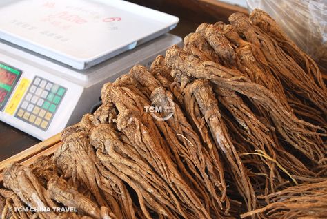 The dried root of Angelica Sinensis is commonly known as Chinese Angelica or just “Dang Gui” 当归. Angelica Sinensis, Picture Description, China Travel, Traditional Chinese Medicine, Chinese Medicine, Herbal Medicine, Acupuncture, Medicine, China