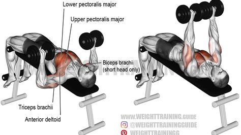 Dumbell Press, Dumbbell Bench Press, Biceps Brachii, Best Chest Workout, Chest Press, Dumbell Workout, Compound Exercises, Workout For Flat Stomach, Weight Training Workouts