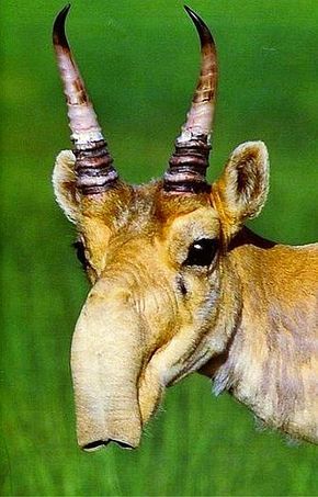 (The Saiga is a critically endangered antelope which originally inhabited a vast area of the Eurasian steppe zone from the foothills of the Carpathian Mountains and Caucasus into Dzungaria and Mongolia. The saiga is recognizable by an extremely unusual, over-sized, flexible nose structure, the proboscis.) * * STEE-RANGE ! Saiga Antelope, Bizarre Animals, Animals With Horns, Eurasian Steppe, Interesting Animals, Mule Deer, Extinct Animals, Unusual Animals, Rare Animals