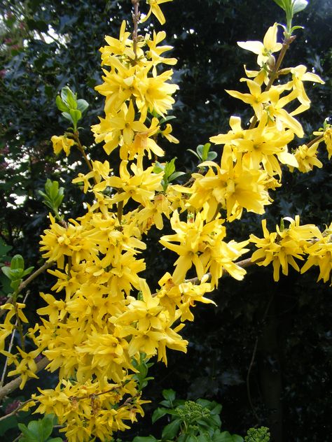 Forsythia Forsythia Bush, Country Cottage Garden, Flower Guide, Garden House, Mellow Yellow, Garden And Yard, Country Cottage, Cottage Garden, Eden