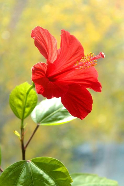 Hibiscus Photos, Download The BEST Free Hibiscus Stock Photos & HD Images Red Hibiscus Flower, Hardy Hibiscus, Hibiscus Plant, Red Hibiscus, Bloom Blossom, Rose Of Sharon, Close Up Photography, Most Beautiful Flowers, Photos Hd