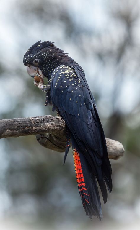 Red-tailed black cockatoo Red Tailed Black Cockatoo, Australian Parrots, Australian Fauna, Black Cockatoo, Australian Wildlife, Australian Birds, Australian Animals, Exotic Birds, Tropical Birds