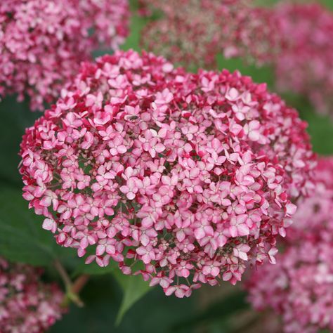 Falling In Love With Hydrangeas ♥ Proven Winners Perennials, Proven Winners Plants, Hydrangea Varieties, Smooth Hydrangea, Hydrangea Arborescens, Coral Bells, Lilac Roses, Planting Hydrangeas, Butterfly Bush