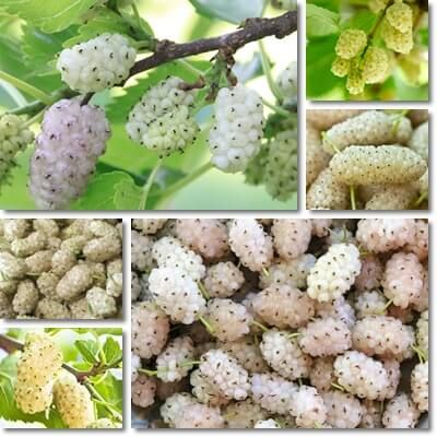 Can You Eat White Mulberries? – NatureWord White Mulberry Tree, White Mulberry Recipes, Mulberry Benefits, Mulberry Jam, Mulberry Recipes, Mulberry Wine, Mulberry Fruit, White Mulberry, Black Thumb