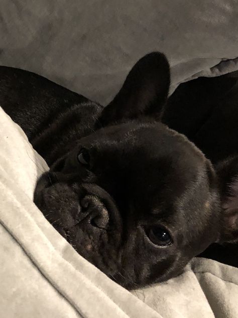 Black French Bulldog Puppy, French Bulldog Aesthetic Wallpaper, Black French Bulldog Aesthetic, Black Bulldog, Blue French Bulldog Puppies, Black French Bulldog, Baby French Bulldog, Black French Bulldogs