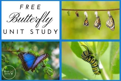 Free Butterfly Unit Study Free Butterfly Unit Study, Butterfly Lesson Plans 2nd Grade, Butterfly Unit Study, Butterfly Curriculum, Butterfly Observation Journal Free, Life Cycle Of A Butterfly Lesson Plan, Homeschool Nature, Animal Life Cycles, Homeschool Nature Study