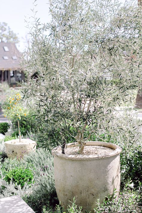 Olive Bushes Landscaping, Outdoor Olive Tree In Pot, Olive Tree Potted, Fruitless Olive Tree Landscapes, Potted Olive Tree Outdoor, Olive Tree Landscape Front Yards, Olive Trees In Pots Outdoor, Fruitless Olive Tree, Olive Tree Pot