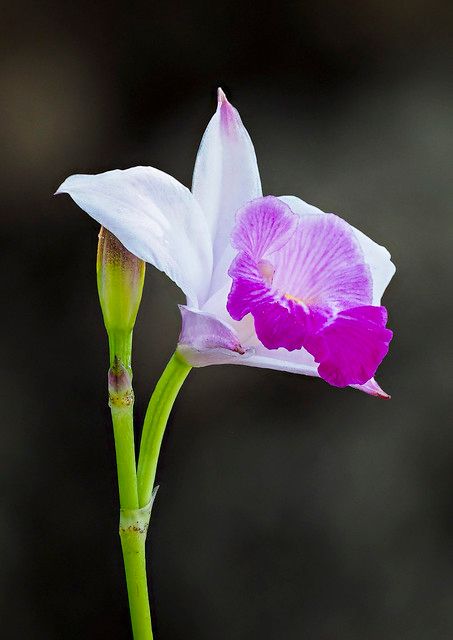 Bamboo Orchid (Arundina graminifolia) | The bamboo orchid, A… | Flickr Bamboo Orchid, Ryukyu Islands, New Guinea, French Polynesia, West Indies, The Philippines, Costa Rica, Colorful Flowers, Sri Lanka