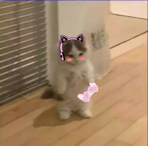 Gaming Girl Pfp, Gamer Cat Pfp, Csgo Pfp, Gamer Girl Meme, Gamer Girl Pfp, Standing Cat Pfp, Aesthetic Kitten, Kitten Aesthetic, Gamer Cat