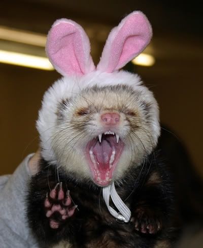 Cadbury Bunny, Ferret Clothes, Running Events, Cute Ferrets, Happy Easter Everyone, Bunny Hat, Easter Humor, Silly Animals, Ferret