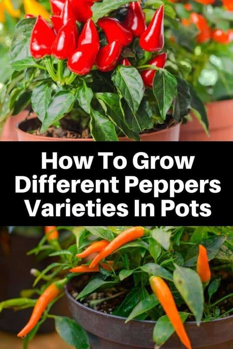 If you fail to dial one of them in, you might still get a modest yield. To really enjoy a bounty of peppers from the middle of the summer into the fall you will need to familiarize yourself with many other factors.  In this article, we will take a closer look at the various factors that go into growing bell peppers in containers. Growing Peppers In Pots, Peppers In Pots, Growing Hot Pepper, Grow Peppers, Growing Bell Peppers, Container Gardening Ideas, Growing Vegetables In Pots, Types Of Peppers, Growing Peppers