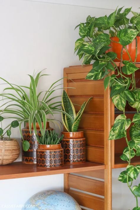 Planning the right furniture layout for my living room (it's taken years!) Plant Organization, Shelf House, Low Light Succulents, Mid Century Plants, Air Cleaning Plants, Mexican Hacienda, Air Purifying House Plants, Hornsea Pottery, Life On A Budget