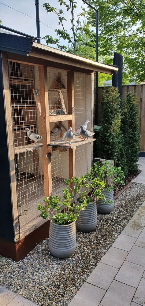 Diy Pigeon Cage, Pigeon Aviary, Pigeon Coop, Chicken Coop Building Plans, Racing Pigeon Lofts, Pigeon Loft Design, Pigeon Cage, Diy Bird Cage, Pigeon House