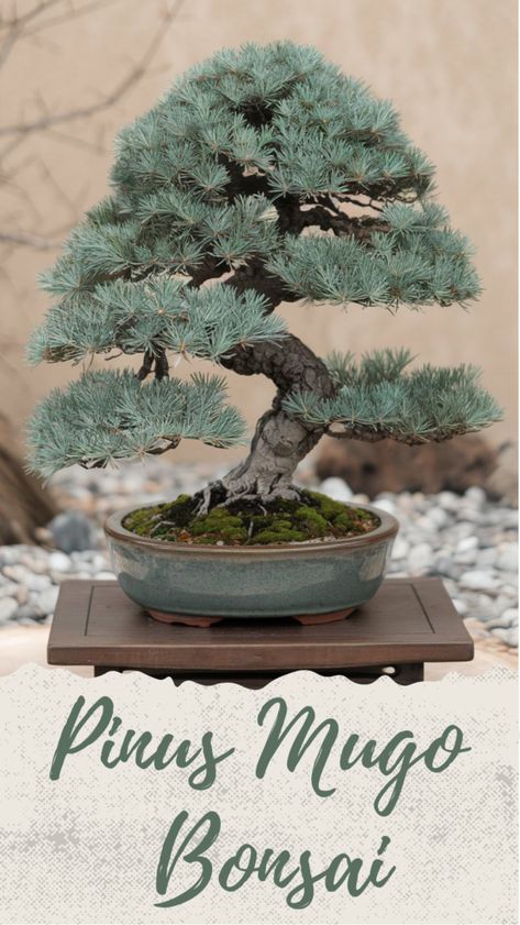 Discover the beauty of the Pinus Mugo Bonsai! This captivating bonsai tree adds elegance to any space, showcasing the art of bonsai cultivation. Perfect for beginners, the Pinus Mugo is resilient and easy to care for, making it an ideal bonsai plant for your collection. Explore our blog for expert tips on nurturing your Pinus Mugo Bonsai and enhancing your skills in bonsai gardening. Transform your living space with this stunning bonsai tree today! Indoor Bonsai Garden, Black Pine Bonsai, Pinus Mugo, Garden Bonsai, Bonsai Care, Pine Bonsai, Bonsai Techniques, Bonsai Styles, Indoor Bonsai