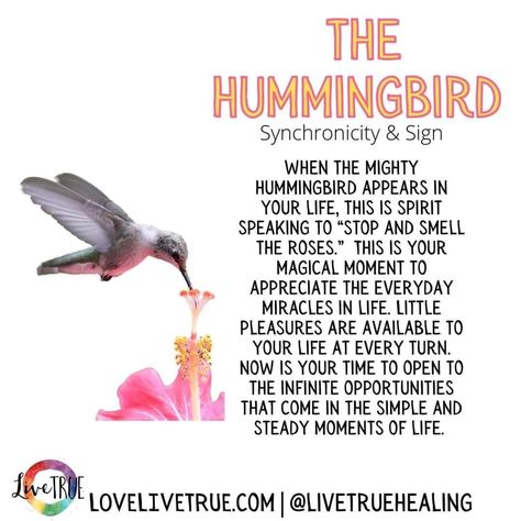 Hummingbird Spiritual Meaning, Hummingbird Meaning, Spirit Guide Signs, Spirit Animal Meaning, Spiritual Angels, Animal Meanings, Spirit Signs, Spiritual Animal, Animal Spirit Guides