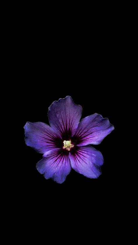 Flower Lockscreen, Hibiscus Wallpaper, Black Flowers Wallpaper, Flowers Hibiscus, Flowers Black Background, Dark Purple Background, Dark Purple Flowers, Purple Hibiscus, Dark Purple Wallpaper