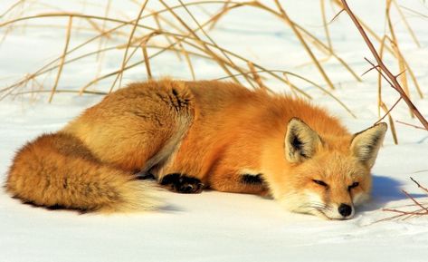 Red fox lying down in the winter snow Fox In Snow, Fox Family, Snow Images, Fox Dog, Fox Home, Fox Pictures, Red Fur, Fur Jackets, Pet Fox